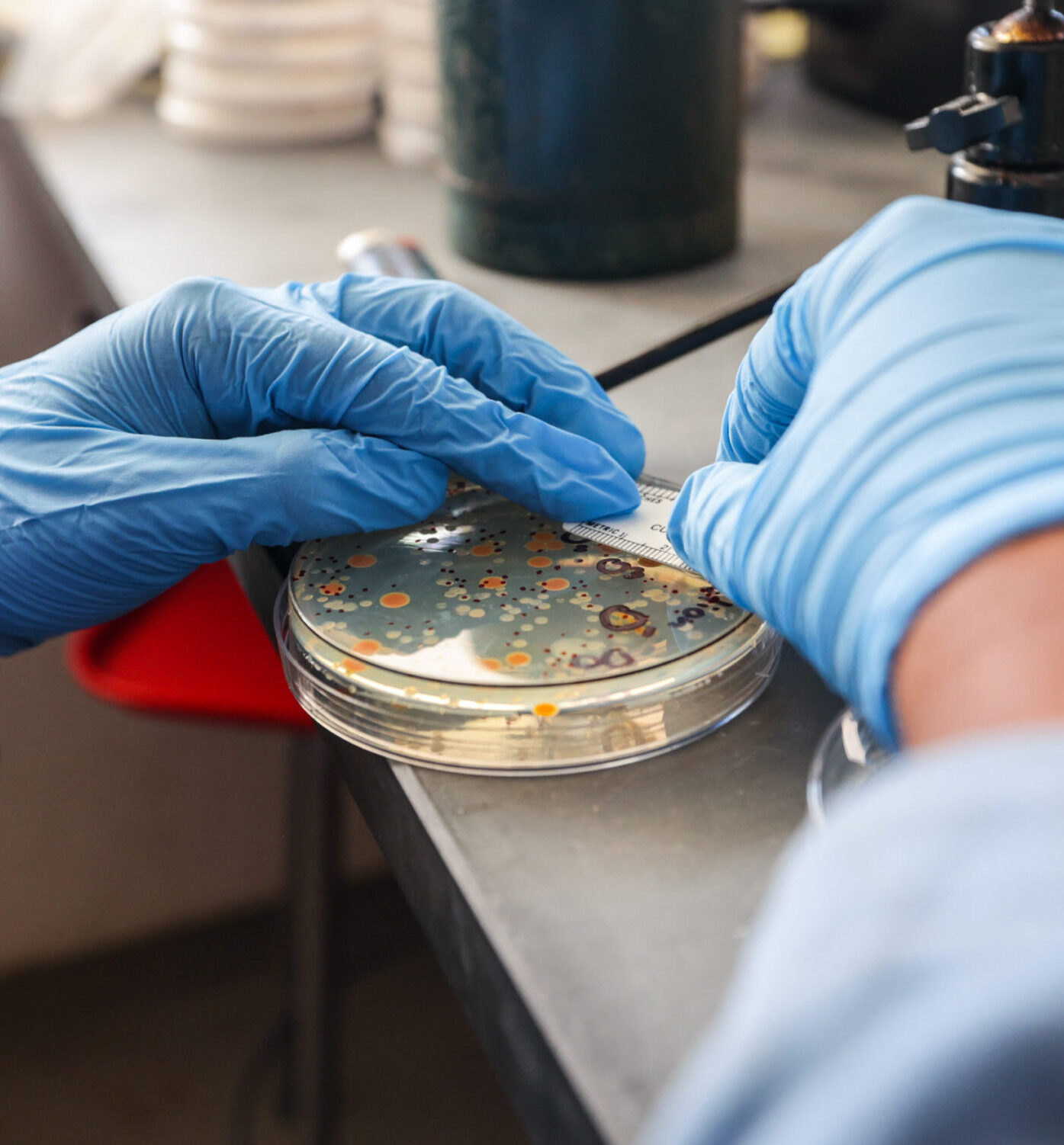 Gloved hands measuring a petri dish on a desk
