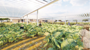 The Parasol Agricultural Center shaded farming strategy